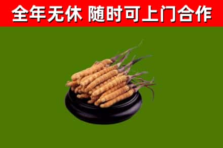 聊城市回收冬虫夏草